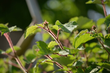 Obraz premium Rubus phoenicolasius shrub with red glandular stems white-felted leaves and clustered red drupelet fruits in summer growth form