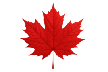 Red maple leaf illustrating canadian identity and fall season, showing natural foliage details on a transparent background
