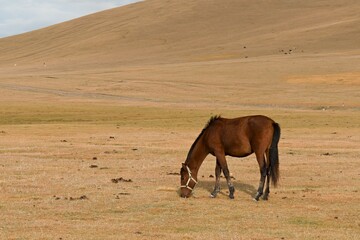 Horse grazing near Song Kul Lake in the Tian Shan Mountains.  Naryn region. Kyrgyzstan. Asia.