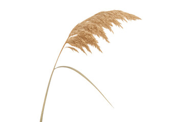 Dried pampas grass plume with a feathery texture and natural beige color, ideal for floral decor, transparent background