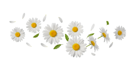 Daisy Flowers and Petals on Black Background
