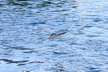 Obraz premium Night Heron Catching Fish on Calm Coastal Water