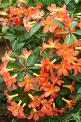 満開マレーシアシャクナゲ