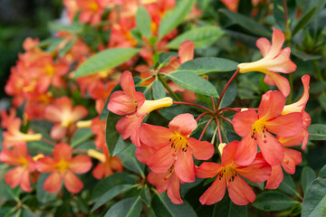 マレーシアシャクナゲの花