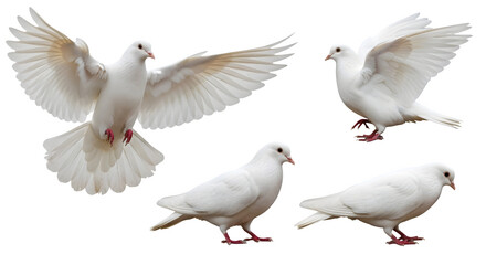 White Doves in Flight and Standing on Black Background