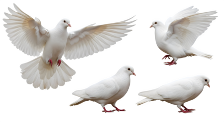 White Doves in Flight and Standing on Black Background