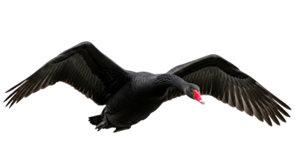 Black swan in flight with spread wings isolated PNG with Transparent Background