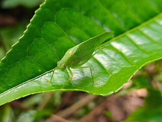 Grasshopper - Ella, Sri Lanka