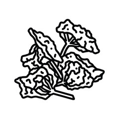 Stylized Line Art of Curly Leafy Vegetables
