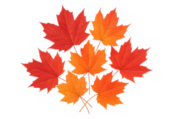 Bright orange and red maple leaves scattered, representing the beautiful colors of autumn and the changing season