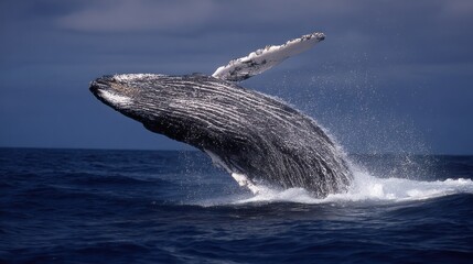Fototapeta premium A humpback whale breaching in the ocean with its tail fluke raised above the water.
