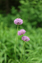 A close-up photograph of blooming Allium flowers, showing their round clusters of delicate purple blossoms set against a soft green background.