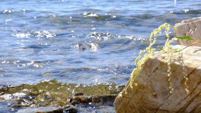 Calm sea, tranquil ethereal view. Stone stage, flowers. Empty template for text. Harmony, relax, meditating, mental health concept. Dreamy scenery. Water splash. Pure water with reflections sunlight