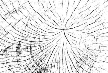 Cross Section Tree Trunk Vector Illustration with Detailed Crack Pattern