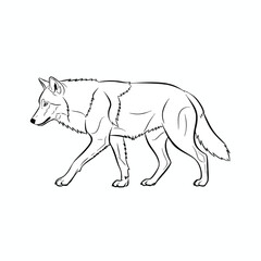 Fototapeta premium Black and White Line Drawing of a Wolf