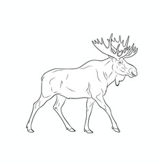 Fototapeta premium Line Art of a Majestic Moose in Motion
