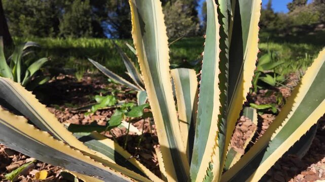 Agave Americana Succulent Plant Closeup