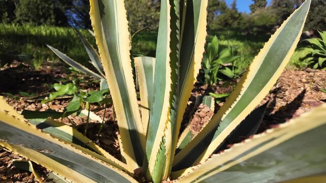 Observing a Large Agave Americana Plant