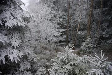 Nordic Frosted Woodland