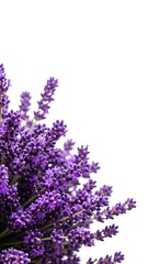 Fototapeta premium Close up of vibrant purple lavender flowers against a white background