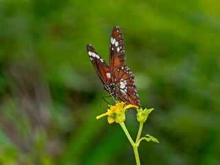 Monarch Butterfly, Monarchfalter (Danaus plexippus)