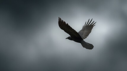 Obraz premium Crow in Flight Against Foggy Sky Represents Transition and Omens in Nordic Beliefs, Showcasing Natures Mysteries and Symbolism