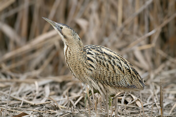 An adult Great Bitterling (Botaurus stellaris) in winter plumage photographed in its natural habitat