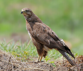 Fototapeta premium Portrait of a common buzzard (Buteo buteo) standing upright against a well-blurred background