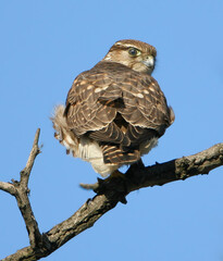 A female merlin (Falco columbarius) photographed close-up and life-size from behind, perched on a branch against a blue sky.
