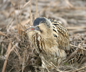 Rare close-up footage of the Eurasian bittern (Botaurus stellaris) captured in its natural habitat