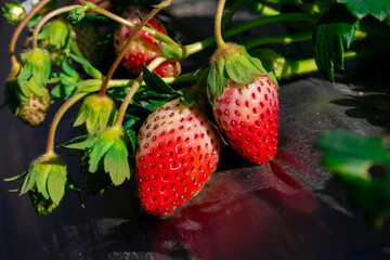 Fresh ripe and unripe strawberries growing on a plant in natural sunlight, ideal for agriculture, farming, gardening, healthy food, organic produce, nutrition, summer fruit and farm-to-table concepts.