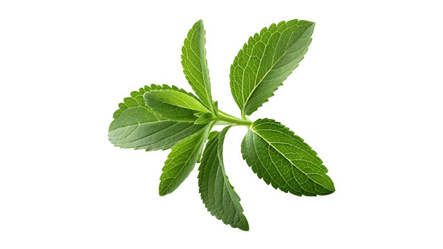 Fresh Stevia Rebaudiana Leaves Isolated on Transparent Background