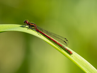 A newly Emerged Large Red Damselfly Resting on a Flag Iris Leaf