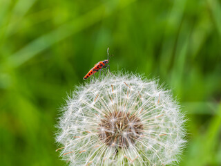A Cinamon Bug on a Dandelion Clock