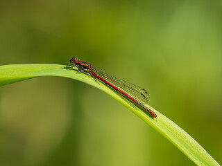 A newly Emerged Large Red Damselfly Resting on a Flag Iris Leaf