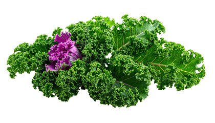 Obraz premium Close-up of vibrant, leafy vegetable with ruffled edges and shades of green and purple