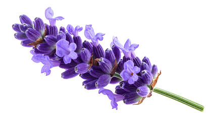 Close-up of a sprig of blooming lavender with vibrant purple flower clusters and green stem