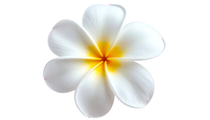 Naklejka premium Close-up of a perfectly formed, white flower with a yellow center against a black backdrop (1)