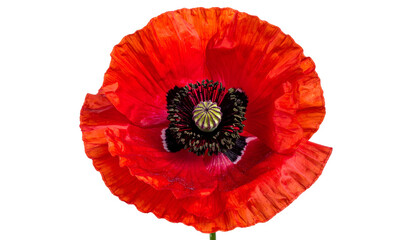 Vivid, isolated close-up of a blooming poppy, showcasing vibrant red petals