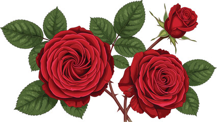 Realistic vector illustration of red roses with lush green leaves and stems, perfect for romantic, botanical, and decorative floral designs.