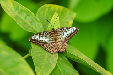 butterfly on leaf