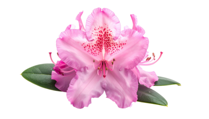 Close-up of a vibrant pink azalea flower with delicate petals and dark green leaves