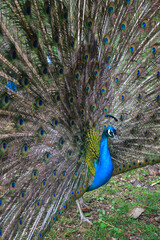 Vibrant male peacock displaying full colorful plumage in natural setting