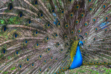 Vibrant male peacock displaying full colorful plumage in natural setting