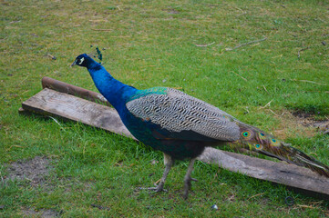 Indian Peafowl Walking Gracefully on Green Grass with Long Trailing Train