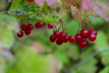 This is a close-up of bright red berries, likely viburnum or guelder-rose, hanging in clusters from branches. The berries are suspended on thin stems against a background of green, 