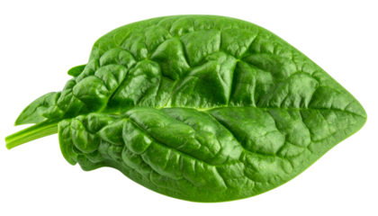 Close-up of a vibrant green spinach leaf, with detailed texture against a black background