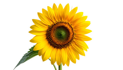 Obraz premium A vibrant sunflower in full bloom isolated on a stark black background