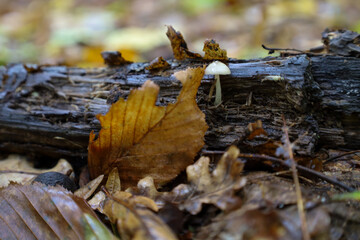 ​A tiny white mushroom sprouts on an old, decaying log among fallen autumn leaves of various shades. The macro photograph emphasizes the texture and detail of the forest floor, capturing the ambiance 