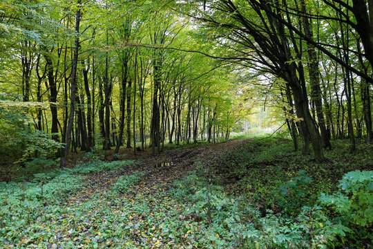 ​A rustic forest path, covered with fallen leaves, leads deeper into the autumnal woods. Tall trees with bright green and yellowing foliage create a dense, cool-looking green tunnel, hinting at wilder